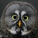 dramatic-owl-screech avatar