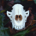 dramaticfishtart avatar