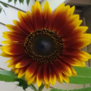 dramatickitty avatar