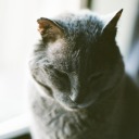 draw-in-your-horns avatar