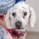 draw-metztlixdxd avatar