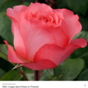 drawinganline avatar