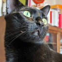 drawn-and-talk-of-peace avatar