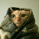 drawwingle-blog1 avatar