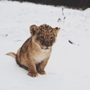 dreaam-catchers avatar