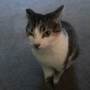 dream-as-life avatar