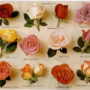 dream-morelouder avatar