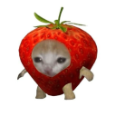 dream-muffin avatar