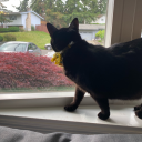 dreamdancer19 avatar