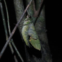 dreamdiscipl3 avatar