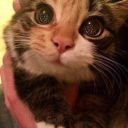 dreamer-day-night avatar