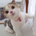 dreamersdontcareifitsright avatar