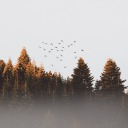 dreaming-about-the-lions avatar