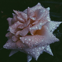 dreaming-in-a-cloud avatar