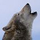 dreaming-in-english avatar