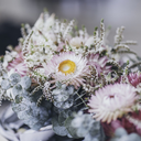 dreamingbright avatar