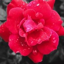 dreamingdewdrops avatar