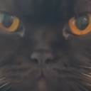 dreamingincerulean avatar