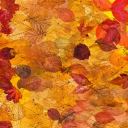 dreamingincolorsofautumn avatar