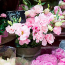 dreamingoffrance avatar