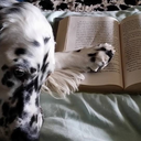 dreamingtreees avatar