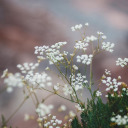 dreamingwhileawake avatar