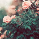 dreamingwithmalik avatar