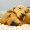 dreamofgoldens avatar