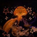 dreamsaboutdreams avatar