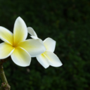 dreamweaver11 avatar