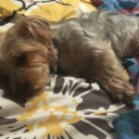 dreamwings231 avatar