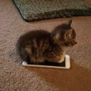 dreamworld-creature avatar