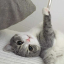 dreamycookie1997 avatar