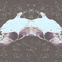 dressedforthedrought avatar