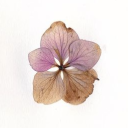 dressedpillow avatar