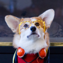 drewbertcorgi avatar