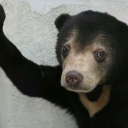 driedsageleaf avatar