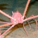 driedstarfish avatar