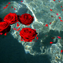 driftingdriftwood avatar