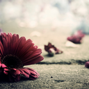 driftinglikepollen avatar