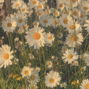 driftingmaples avatar