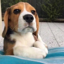 drinking-hor-cha-ta avatar