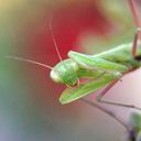 drmantis-blog avatar