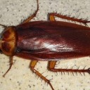 drogagui avatar