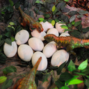 dropofthecasing avatar