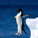 drowningpenguin avatar