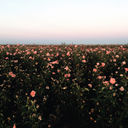 drownmeinsorrow avatar