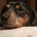 drowsysausagedog avatar