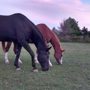 drssgprincess avatar