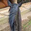 drumrooskeoutlaw avatar